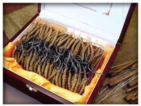 蒙山冬虫夏草回收